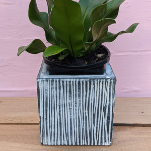 Square pot with stripes