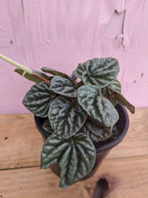 Load image into Gallery viewer, Peperomia Black ripple
