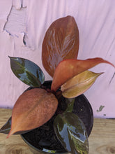 Load image into Gallery viewer, Philodendron prince orange

