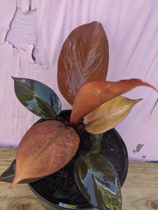 Philodendron prince orange
