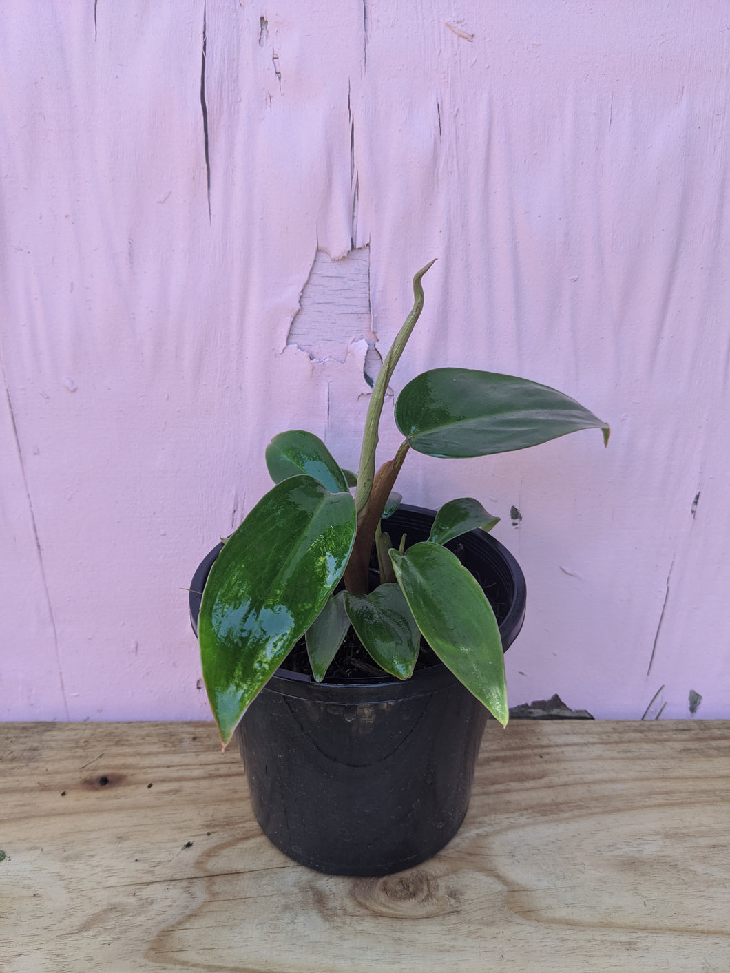 philodendron green splash Philodendron green splash