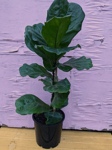 Large fiddle leaf fig